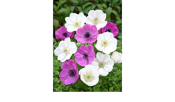 Amazon Co Jp アネモネ デカン ピンク ホワイト 14球入 Diy 工具 ガーデン