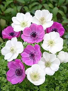 Amazon Co Jp アネモネ デカン ピンク ホワイト 14球入 Diy 工具 ガーデン