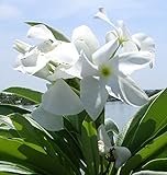 【多肉植物／種子】Pachypodium Lamerei★パキポディウム ラメレイ/ラメリー [並行輸入品]
