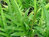 Phymatodes scolopendria - centipede fern - 100 seeds