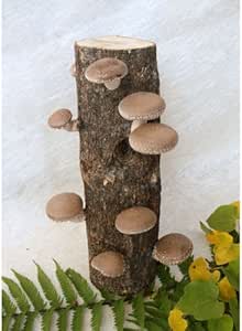 Amazon Co Jp きのこのなる木 なるきのこ 原木シイタケ栽培セット 日テレ系 Don 紹介商品 ホーム キッチン