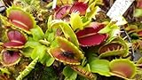 Dionaea muscipula Fused Teeth Extreme - Venus fly trap - 3 seeds