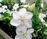 Gardenia thunbergia - white gardenia - 10 seeds