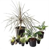 オンリーワン メインガーデン 植栽セット インパクト パープレア カッコいい景色 KJ6-SET10