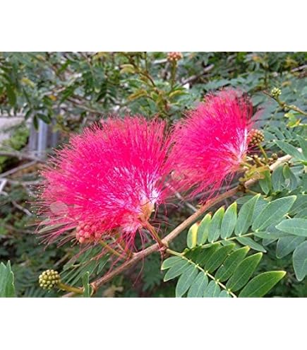 Amazon.co.jp: モンステラデリシオーサマクロコズム超希少系統鉢植え79