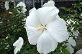 ムクゲ“白一重”4号ポット苗 庭木