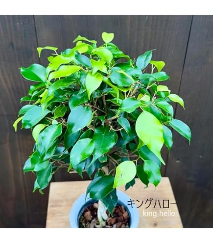 斑入り フィカス ベンジャミン 観葉植物 Amazon｜フィカス ベンジャミン 斑入り 観葉植物 高さ32cmほど