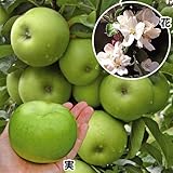 国華園　果樹苗　リンゴ(バレリーナRツリー)　ボレロR　1株