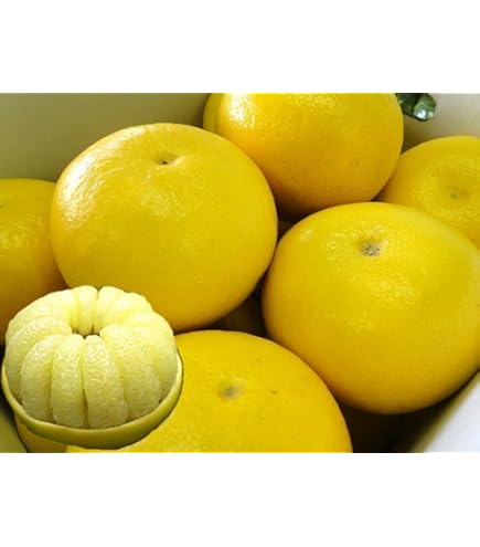 Amazon.co.jp: 文旦 土佐文旦 4L 3L混合 大玉限定 (16玉前後入り) ご