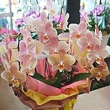 胡蝶蘭 鉢植え 3本立て 小輪系のミディタイプ（生花）珍しい色の花 誕生日プレゼント お祝い 花 ギフト 蘭（ラン）の花