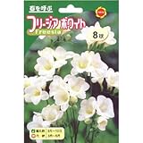 秋植え球根 フリージア ホワイト一重 (543904)