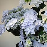 アジサイ：ウェディングブーケ3.5号ポット[加茂セレクション][育てるアジサイ] ノーブランド品
