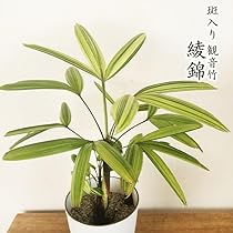 510fLNxawUL._AC_UL210_SR210,