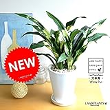 LAND PLANTS 万年青(オモト) 宝船 白色貫入陶器鉢