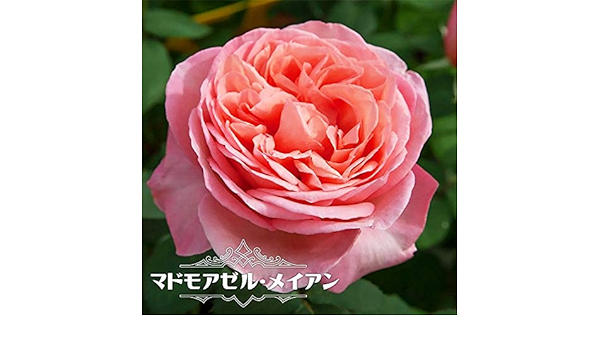 Amazon バラ苗 マドモアゼル メイアン Ht 京成バラ 木立バラ 四季咲き 花