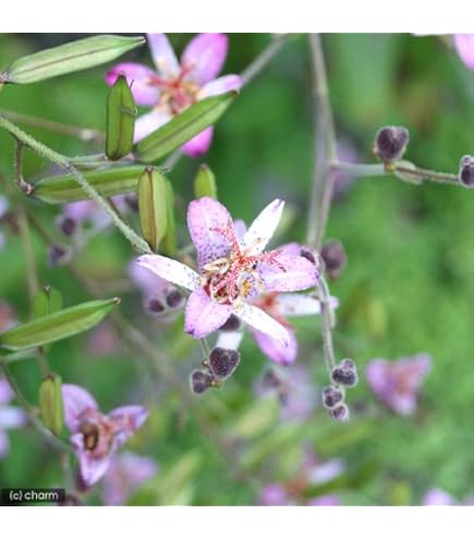 Amazon | [ 山野草苗 ] ホトトギス「妖精」 | 花