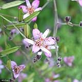 (山野草)ホトトギス(杜鵑草) 品種おまかせ 3号(お買い得3ポットセット) 本州・四国限定[生体]