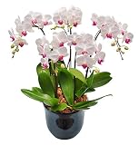 胡蝶蘭 ユミ 5本立ち （こちょうらん） 胡蝶蘭 生花 造花 ギフト 光触媒 髪飾り 産地直送