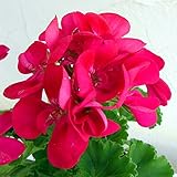 ゼラニウム[栄養系]：pacクオリティ　フラワーフェアリーベリー11cmポット 2株セット