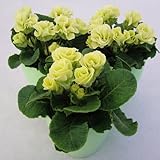 プリムラ[プレミアムジュリアンブライダルスイーツコレクション]：マスカットのジュレ3号3株セット ノーブランド品