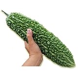 【ノーブランド品】[野菜タネ]沖縄願寿ゴーヤの種 2袋セット[超大型・肉厚で食味良い苦瓜]