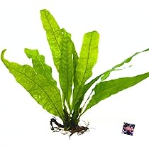 Amazon.co.jp: （水草）アヌビアスナナプチ (3株) 無農薬 【水草セット