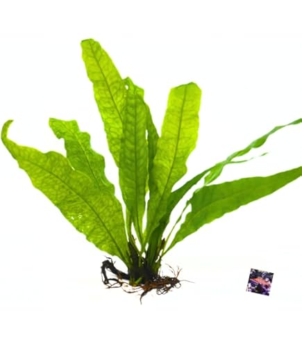 Amazon.co.jp: （水草）ルドウィジア レペンス ルビン（水中葉）（無