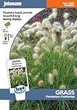 英国ミスターフォザーギルズシード＆ジョンソンシードPennisetum Feathertop Grass ペニセタム・フェザートップ・グラス