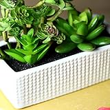 アイデアの盆栽 小さい盆栽 人工植物 光触媒加工 多肉盆栽の置物（人工観葉植物） (白い盆（多肉）)