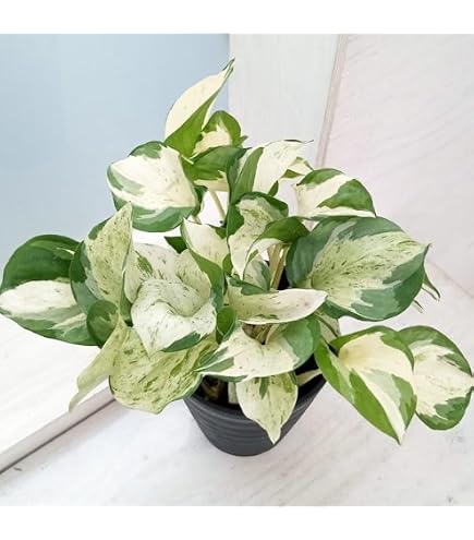 Amazon.co.jp: 観葉植物 ポトス ステータス フェンス仕立て 7号鉢