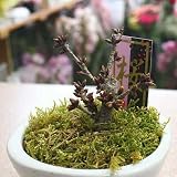 桜（サクラ） 陶器 鉢植え 室内で春の「さくら」の花を鑑賞 誕生日プレゼントやお祝い花 ギフト