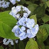 ヤマアジサイ：ヤエアマチャ（八重甘茶）4号鉢植え[大甘茶の八重咲き品種][開花または開花予定株] ノーブランド品