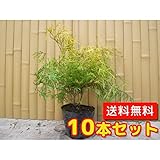 【ノーブランド品】 フィリフェラオーレア 樹高0.3m前後 15cmポット 【10本セット】
