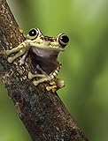 JP London PMUR2307 uStrip Peel and Stick Removable Wall Decal Sticker Mural, Tree Frog Kids Rainfore