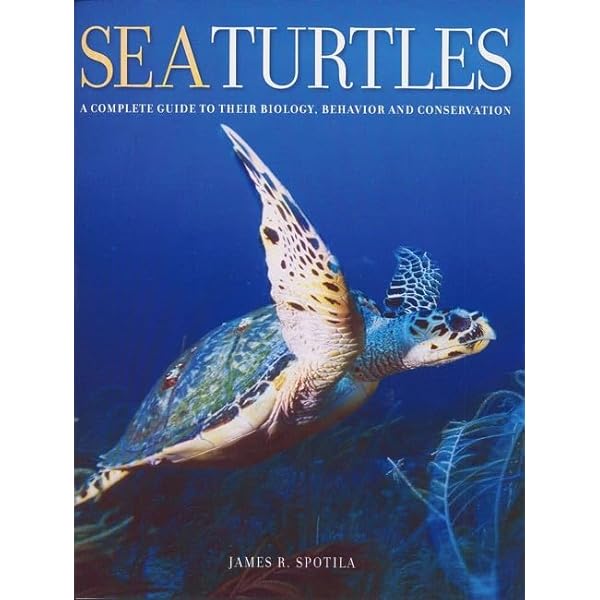 TURTLE /深海の水のように+DVD Amazon.co.jp: 深海の水のように: ミュージック