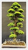 50PCS rare tree seeds for home Garden bonsai Plant JAPANESE Cedar Seeds Semillas bonsai seeds
