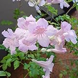 ノウゼンカズラ：ピンク（ボトラネア）3.5号ポット 2株セット ノーブランド品