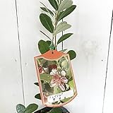 フェイジョア 苗木 アポロ 13.5cmポット苗 フェイジョア 苗