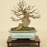 楓 / カエデ 小葉性（小品盆栽） 【雑木盆栽】いよじ園