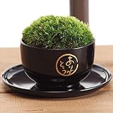 母の日ギフト 人気商品 花 苔 ミニ盆栽 (苔玉 黒)