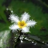 (ビオトープ/水辺植物) ガガブタ(1ポット) 本州・四国限定[生体]