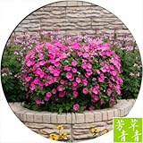 high quality many color Hanging petunia seed 4 seasons indoor balcony easy to plant flower seeds 200