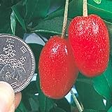 国華園　果樹苗　びっくりグミ　1株【※発送が国華園からの場合のみ正規品です】