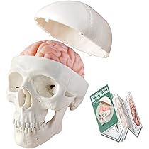 頭蓋骨テクニック参加者ガイド 頭蓋骨テクニック参加者ガイド