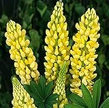 種子ルパンZheltoye Plamya - 黄炎（ルピナスpolyphyllus）の花