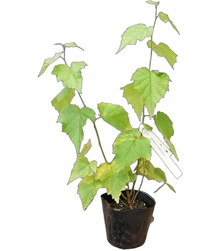 Amazon.co.jp: 白樺苗 白樺シラカバ ジャックモンティー苗 : DIY・工具