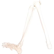 Amazon | モノライフ 人体模型 下肢骨 大腿骨 脛骨 足骨 模型 等身大