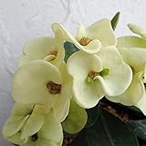 ハナキリン：八福神　クリーム色3.5号ポット 2株セット ノーブランド品