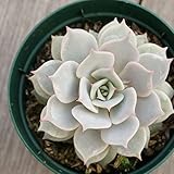 ココロ こころ 7.5cmポット エケベリア 福岡県産 多肉植物 多肉 観葉植物 インテリアグリーン 寄せ植えに