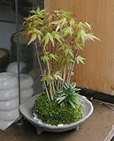 春に新芽・秋に紅葉が楽しめる【山モミジ苔玉・三つ足灰器・敷石セット】 (白石)